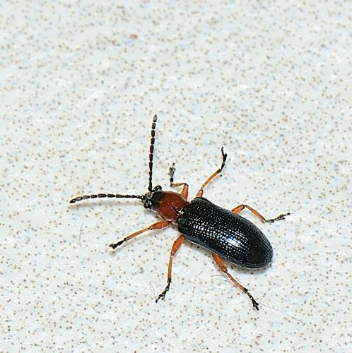 Réf. 325 688 : Oulema sp.